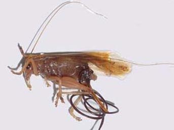 atkili parazit-1fd.jpg